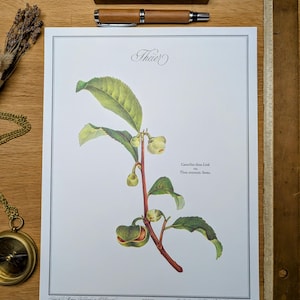 Stampato nel 1986, The Tea Planter. Originale autentico d'epoca.