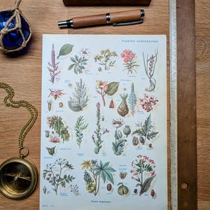 Impreso en 1954, Plantas peligrosas. Original auténtico vintage.