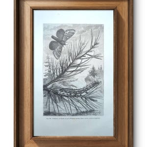 Printed in 1875, Engraving of the Pine Bombyx, Authentic Vintage 14.5x23cm (frame not included)