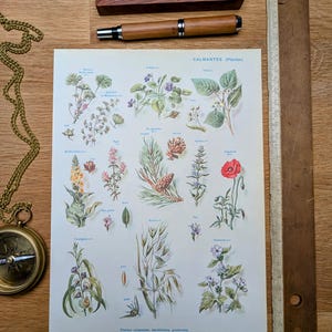 Imprimée en 1954, les plantes calmantes, Vintage Authentique (cadre non inclus)
