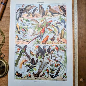 Printed in 1921, The Birds, Authentic Vintage (frame not included)