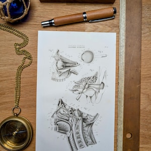Imprimée en 1851, Anatomie Humaine, la tête, Vintage Authentique (cadre non inclus )