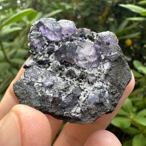 May include: A close-up of a mineral specimen featuring clusters of purple fluorite crystals on a dark gray matrix. The crystals have a translucent quality, and the matrix has a rough, textured appearance. The background is blurred green foliage.