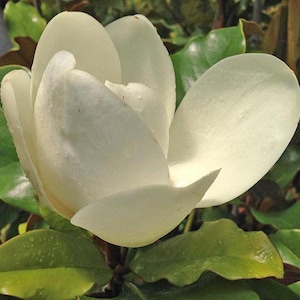 Southern Magnolia Trees
