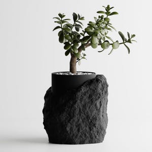 May include: A small green plant with a thick trunk grows in a black pot. The pot is nestled inside a black rock-shaped planter.