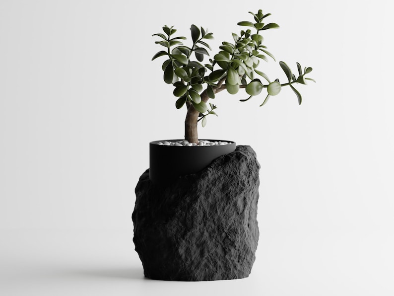 May include: A small green plant with a thick trunk grows in a black pot. The pot is nestled inside a black rock-shaped planter.