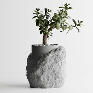 May include: A small green plant with thick leaves growing in a gray concrete pot shaped like a rock.