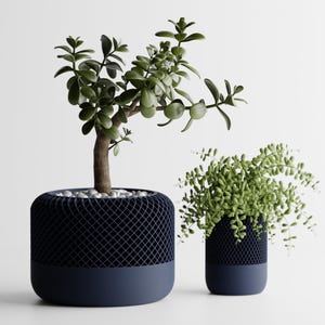 May include: Two potted plants in blue ceramic pots. The plant on the left is a jade plant with green leaves. The plant on the right is a green fern.