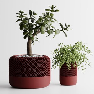 May include: Two potted plants in red ceramic pots with a geometric pattern. The plant on the left has green leaves and the plant on the right has long, thin green leaves.