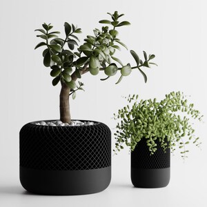 May include: Two potted plants in black planters with a white background. The plant on the left is a jade plant with green leaves. The plant on the right is a fern with green leaves.