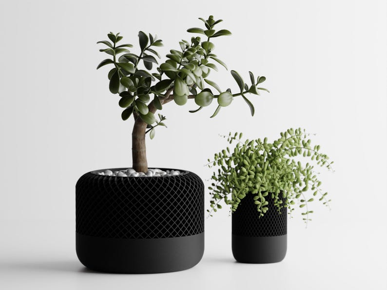 May include: Two potted plants in black planters with a white background. The plant on the left is a jade plant with green leaves. The plant on the right is a fern with green leaves.