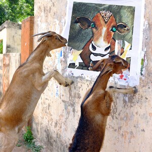 May include: Two brown goats stand on their hind legs, reaching up to a wall with a poster of a cow with green eyes. The poster is torn and faded.