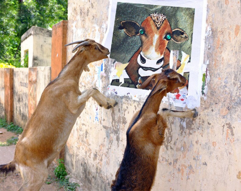 May include: Two brown goats stand on their hind legs, reaching up to a wall with a poster of a cow with green eyes. The poster is torn and faded.