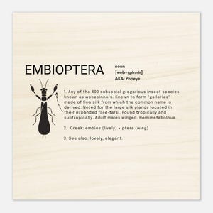 Embioptera - Wood Prints 20x20 cm / 8x8″