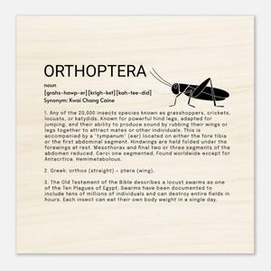 Orthoptera - Wood Prints 20x20 cm / 8x8″