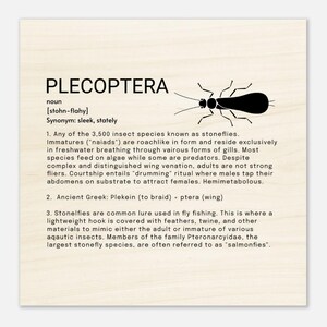 Plecoptera - Wood Prints 20x20 cm / 8x8″
