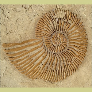 May include: A close-up of a brown ammonite fossil imprinted on a beige textured surface.