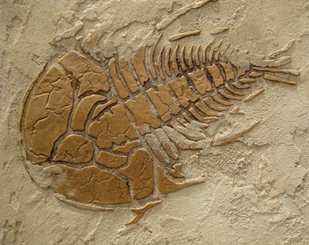 Große prähistorische Trilobiten fossilen Schablone - erhöhten Pflaster Schablone