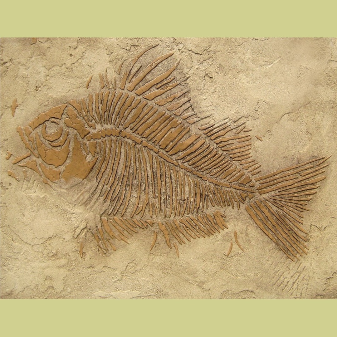 アンティーク　Fossil fish 魚の化石　標本 A LARGE FOSSIL FISH TRIPTYCH, GREEN RIVER FORMATION, WYOMING USA