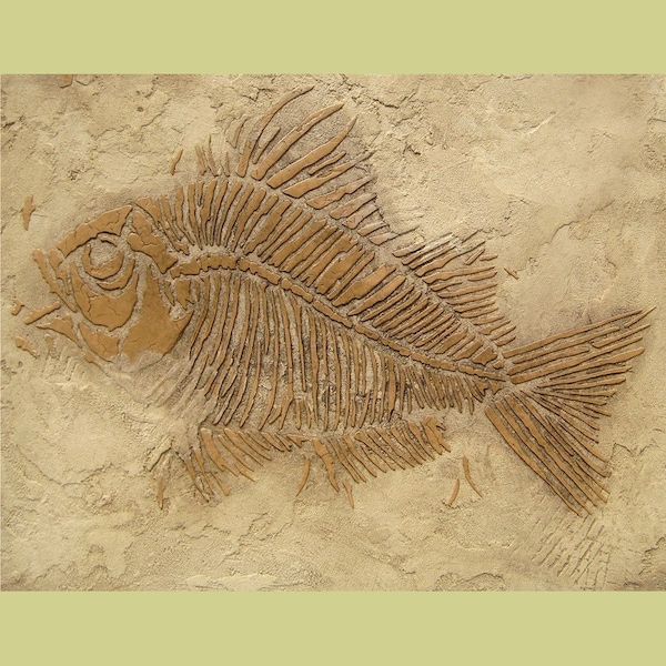 Prehistoric Large Fish Fossil Stencil - Raised plaster stencil for home decor