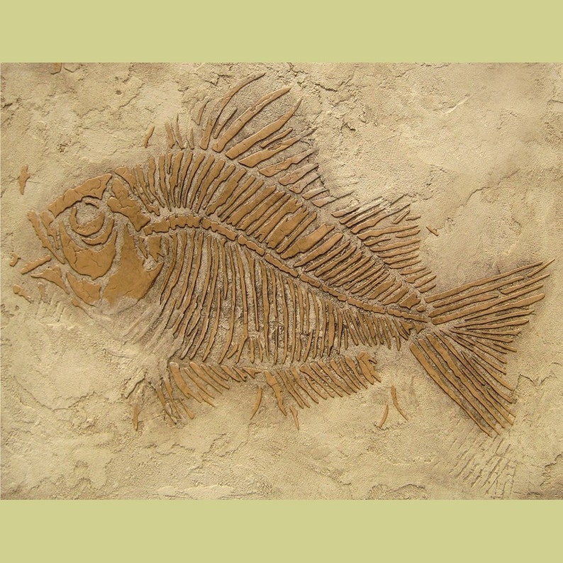 Prehistoric Large Fish Fossil Stencil Raised plaster stencil for home decor image 1