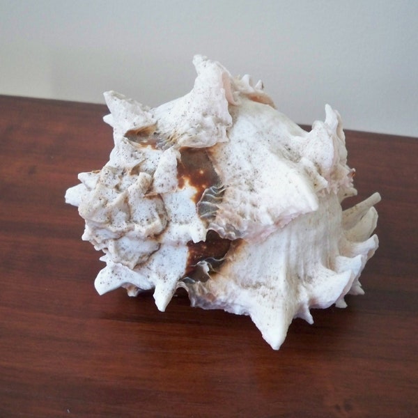 Conch Shell Horn Etsy