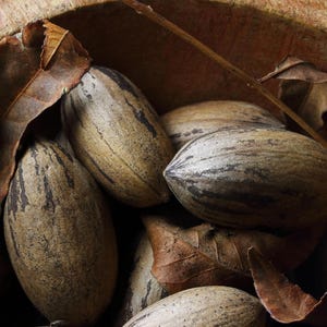 Northern Hardy Pecan Tree- from Select Variety Parent Trees- Bare-Root 1-Year-Old 12-24&quot; Tall (Carya illinoinensis)