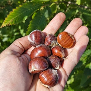 May include: A collection of seven raw chestnuts with smooth, glossy, reddish-brown shells. Each chestnut features a rounded shape with a slightly pointed tip and a pale, fibrous base. The nuts are clustered together, displaying natural variations in size.