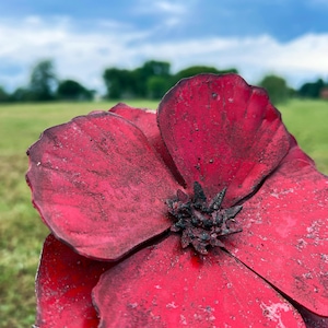 May include: Close-up of a vibrant red flower with textured petals and a dark center. The flower is set against a blurred background of green grass, trees, and a cloudy sky, creating a natural, outdoor scene.