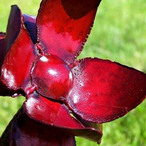 Op de afbeelding: Een rode metalen bloemsculptuur met vijf bloemblaadjes. De bloemblaadjes zijn glanzend en hebben een glad, afgerond oppervlak. De bloem is een decoratief stuk voor een tuin of huis.