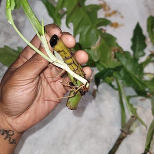 Philodendron Jungle Boogie Rooted Cuttings | Rare Aroid Houseplant Starter