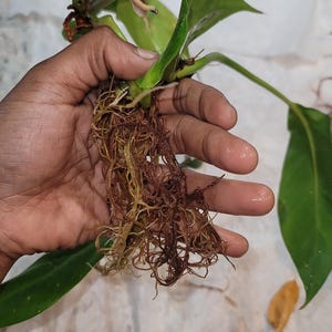 Philodendron Moonlight Rooted Schneiden | Leuchtende Neon Zimmerpflanze