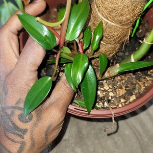 Philodendron Red Emerald, niet geworteld, had knopen snijden | Zeldzame aroid | Snelle groeier + spiritueel genezer plant