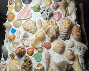 Seashell Wall Art | Coastal Beach Decor | Real Seashell & Sea Glass Mosaic | Ocean Inspired Home Decor | Beach House Wall Hanging