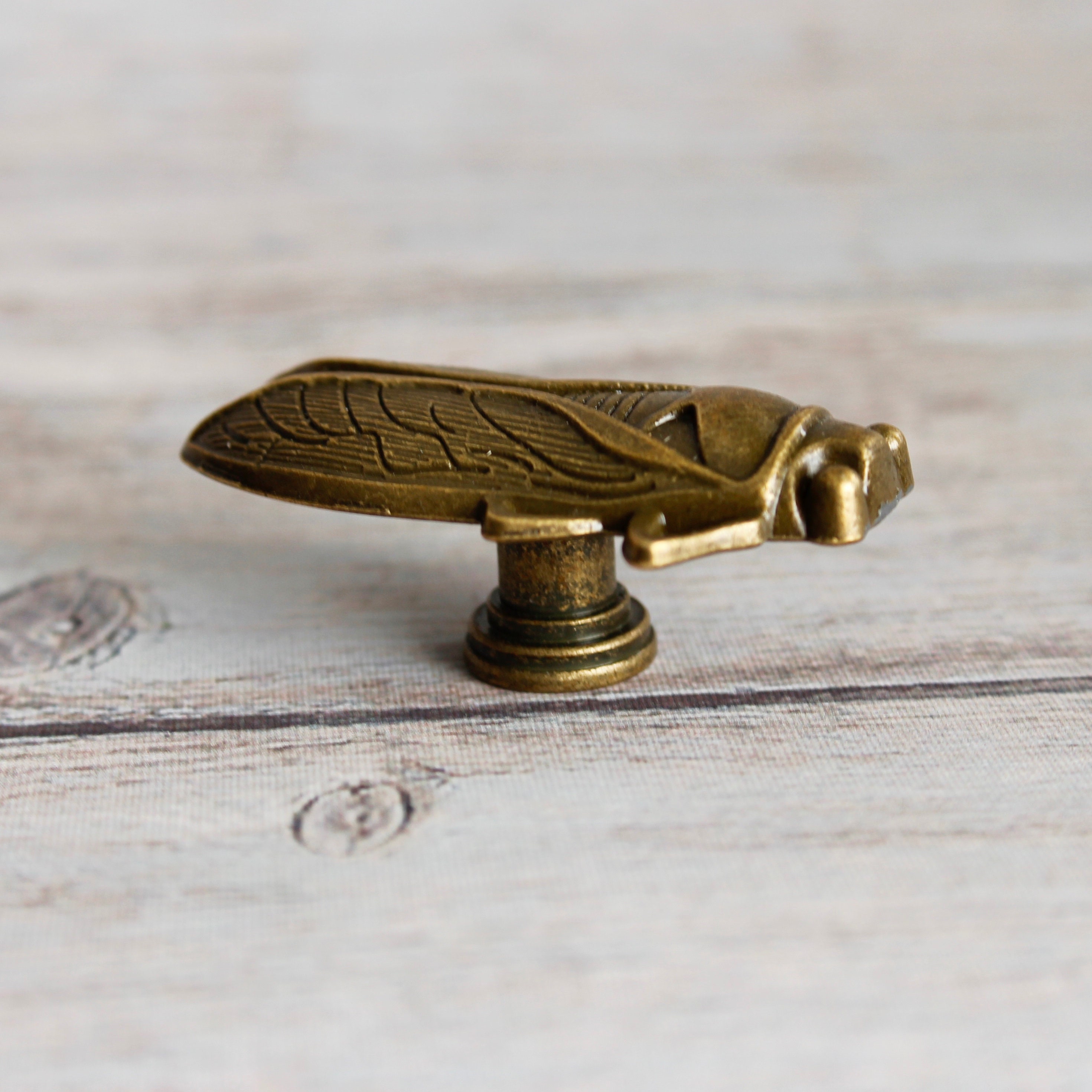 Insect Drawer Knobs in Brass Cicada Knobs Insect Etsy Canada