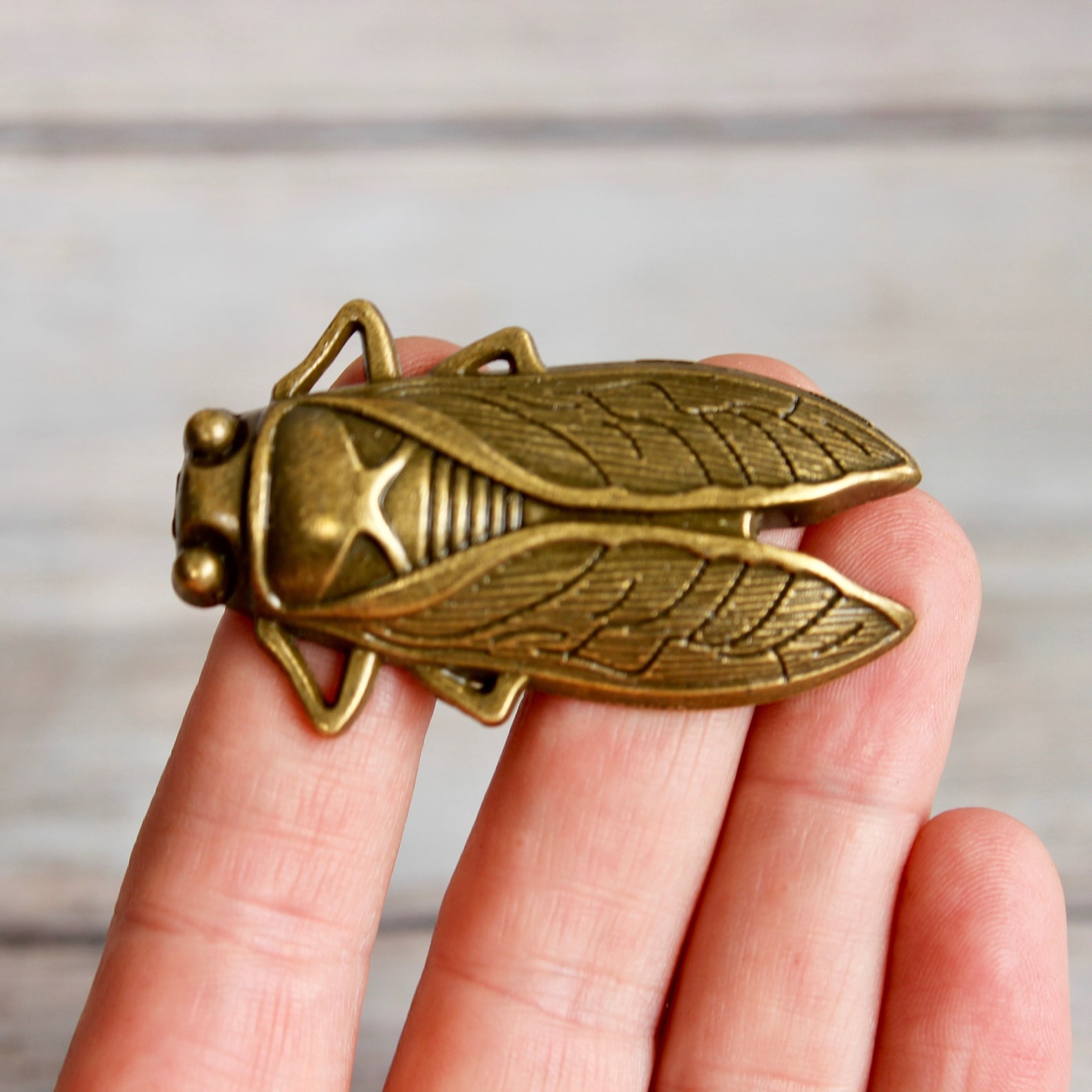 Insect Drawer Knobs in Brass Cicada Knobs Insect Etsy