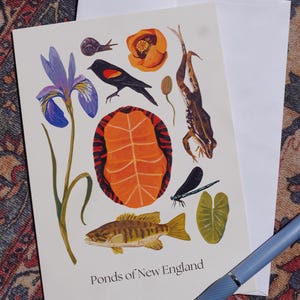 Carte de voeux Étangs de la Nouvelle-Angleterre Amoureux de la faune, amoureux de la nature, oeuvre d'art par Jessie Lozanski