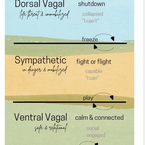 Polyvagal Theory Poster (simple) - Polyvagal Theory - Somatic ...