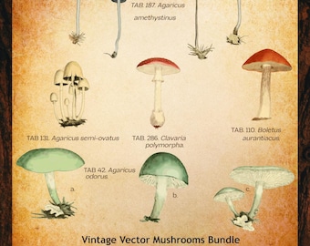Vintage Vector Fungi – SVG & PNG Bundle