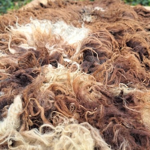 May include: A raw sheep fleece featuring long, curly, and matted fibers in a mix of dark brown, light brown, and cream colors. The texture is dense and shaggy, showcasing the natural, unspun state of the wool with varied color gradients.