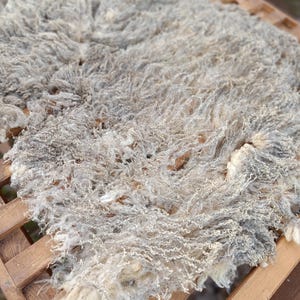 Op de afbeelding: Een ruwe, ongesponnen schapenvacht met een mix van natuurlijke grijze, zilveren en crèmekleurige wolvezels. De textuur is dik, krullend en volumineus, wat de organische, onbewerkte staat van het dierenhaar met variërende lengtes laat zien.
