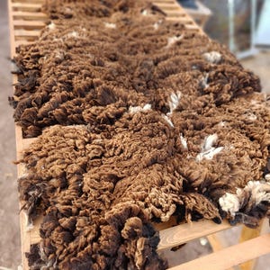 May include: A raw, unprocessed sheep fleece with dense, curly brown wool fibers. The thick, textured coat displays natural variations in color, ranging from deep chocolate brown to lighter tan tones, spread across a slatted wooden drying rack.