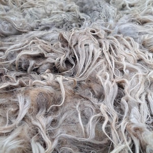 Op de afbeelding: Een ruwe schapenvacht met lange, golvende en krullende lokken in tinten lichtgrijs, beige en crème. De textuur is dicht en ruig, waarbij de natuurlijke, ongesponnen vezels van de dierlijke vacht met variërende lengtes worden getoond.
