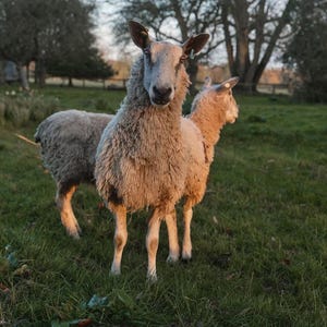 Peut inclure: Deux moutons se tiennent dans un champ herbeux, baignés de lumière. Les moutons ont une épaisse laine brun clair et des expressions attentives. L'arrière-plan présente des arbres et un paysage naturel, créant une scène rurale paisible.