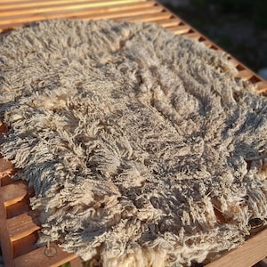 Peut inclure: Une toison de mouton brute et non filée avec de longues fibres grossières et bouclées dans des tons beige clair, crème et gris. La laine présente une texture dense et hirsute avec un frisage naturel visible et des variations organiques.