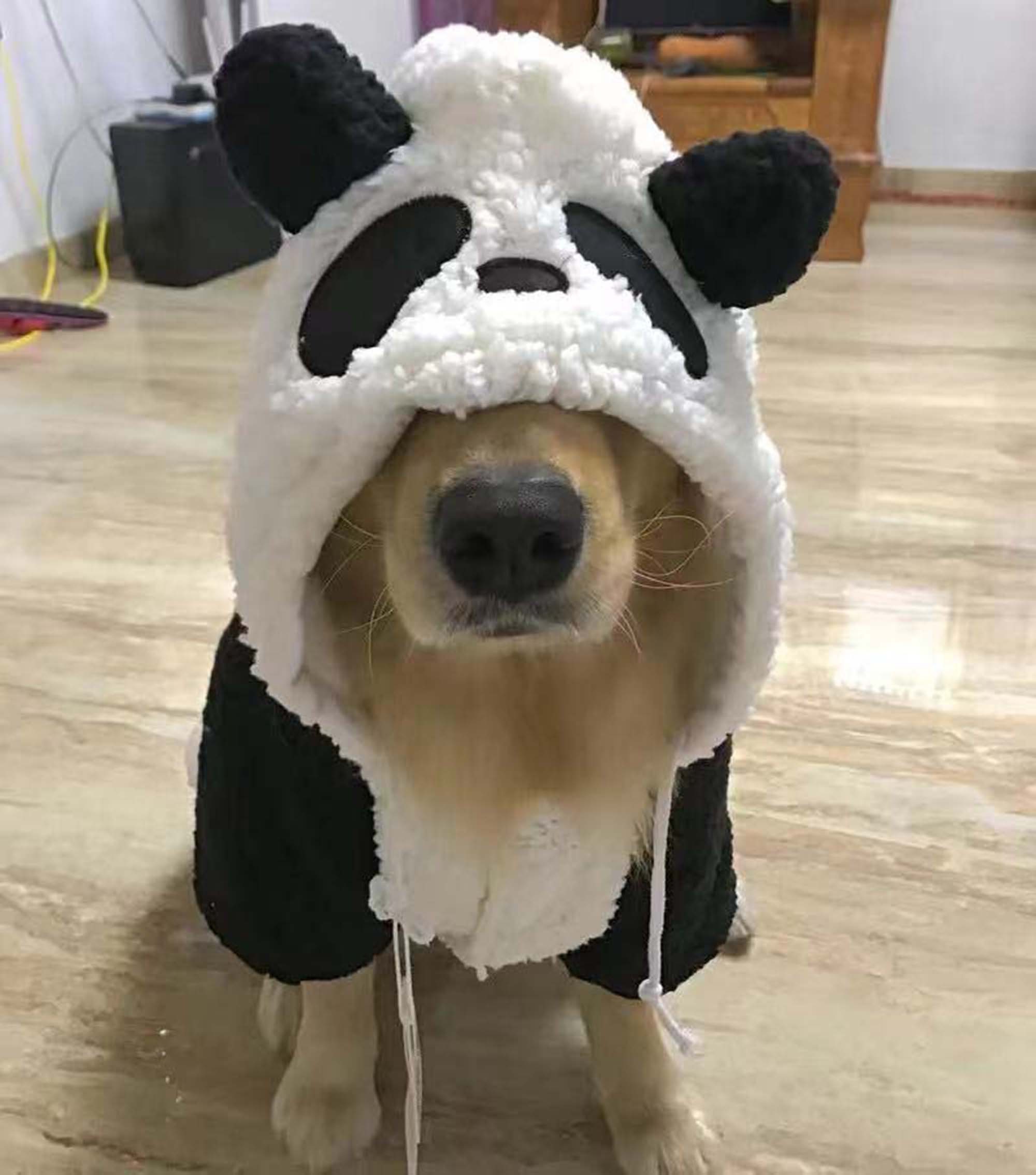 dog clothes medium size