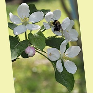 Cartão postal de ABELHA em FLOR DE MAÇÃ