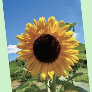 Carte postale TOURNESOL
