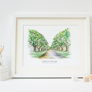 Avenue of the Oaks - Mt Pleasant, South Carolina - Watercolor Painting - Charleston Wedding Venue - Boone Hall - Oak Trees