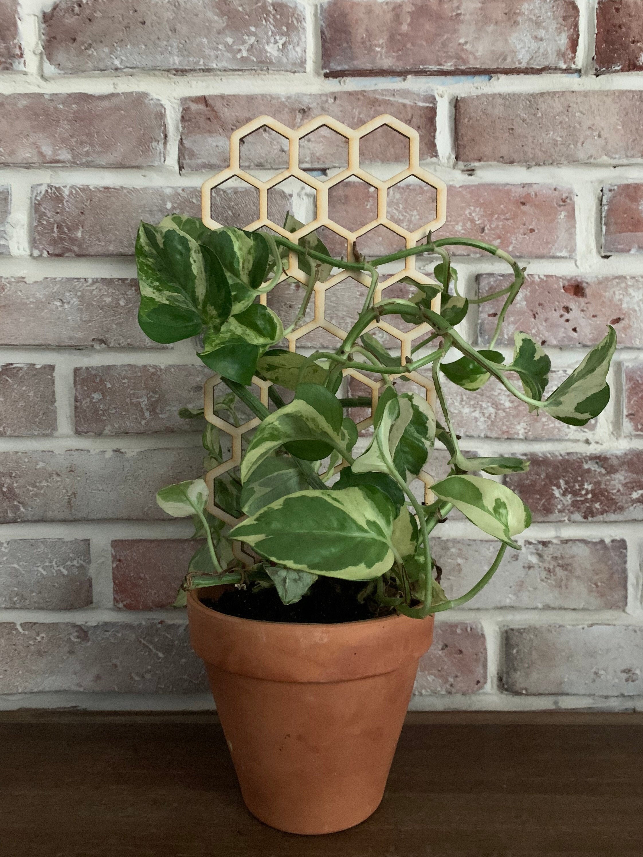 Indoor Plant Trellis Dark Wood Trellis Etsy
